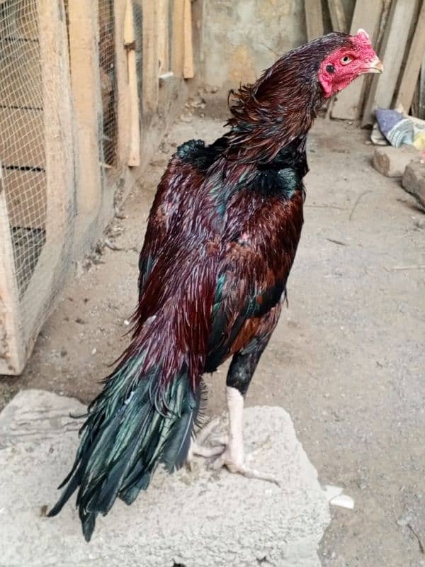 Nayab Aseel bird for sale 0