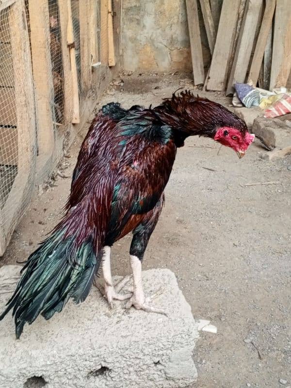 Nayab Aseel bird for sale 1