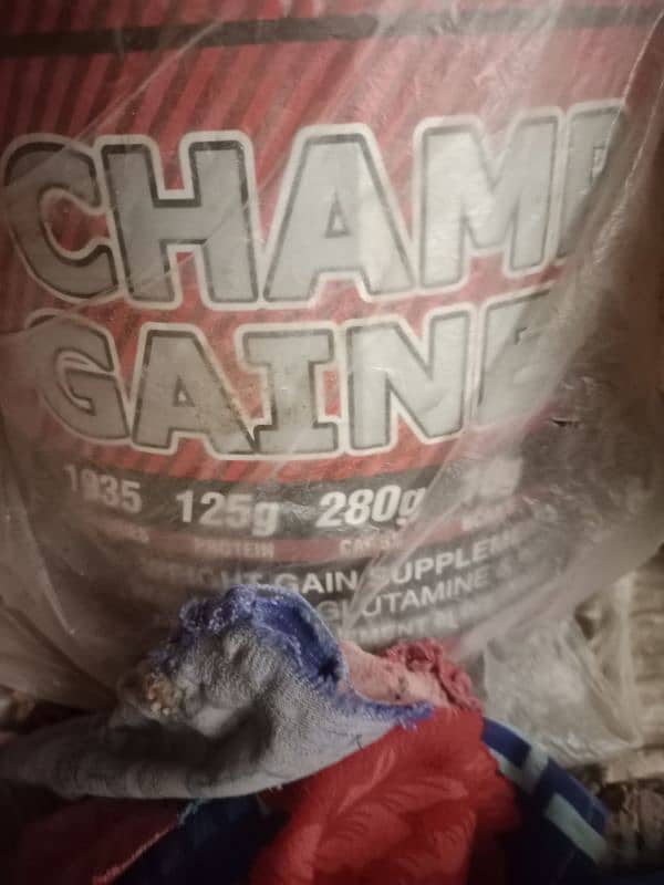 champ gainer weight gain supplement for sale 1