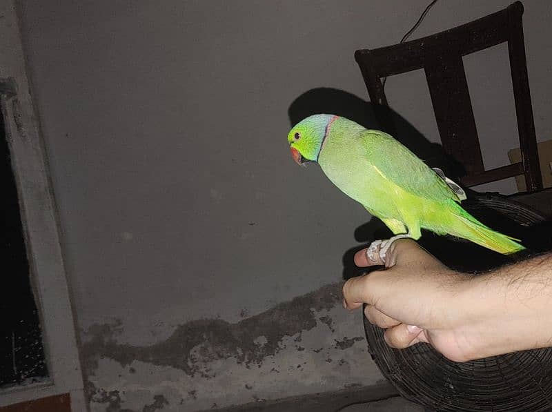 green ring neck male hand tamed bolta he 1