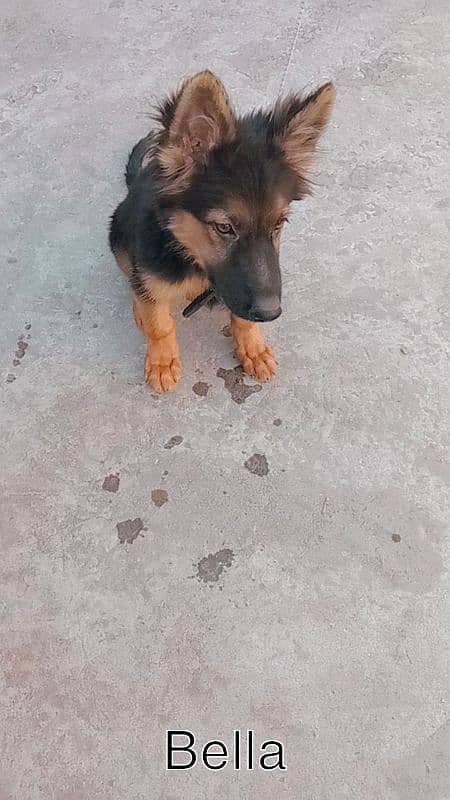 German shepherd puppy 6 month old 0