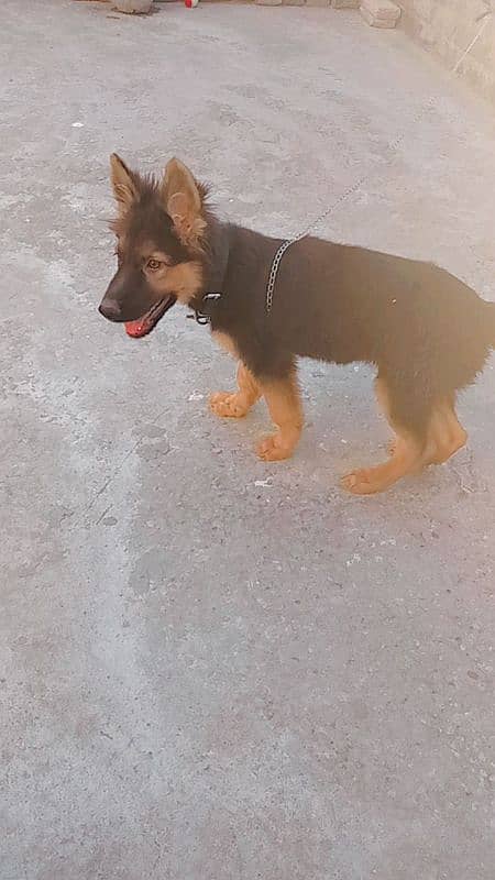 German shepherd puppy 6 month old 2