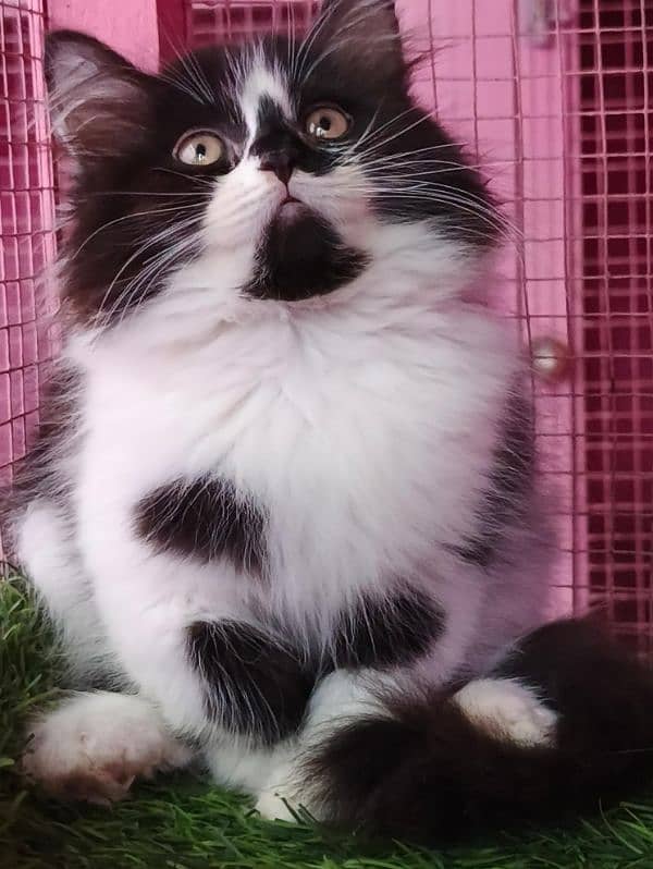 Persian kitten/ male kitten / black and white cat  available for sale 0