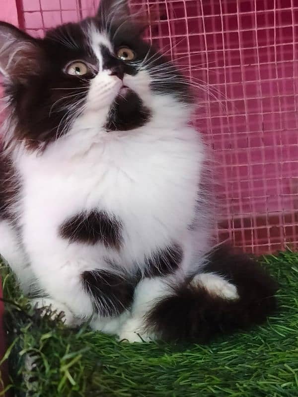 Persian kitten/ male kitten / black and white cat  available for sale 1