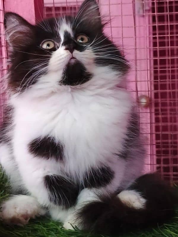 Persian kitten/ male kitten / black and white cat  available for sale 2