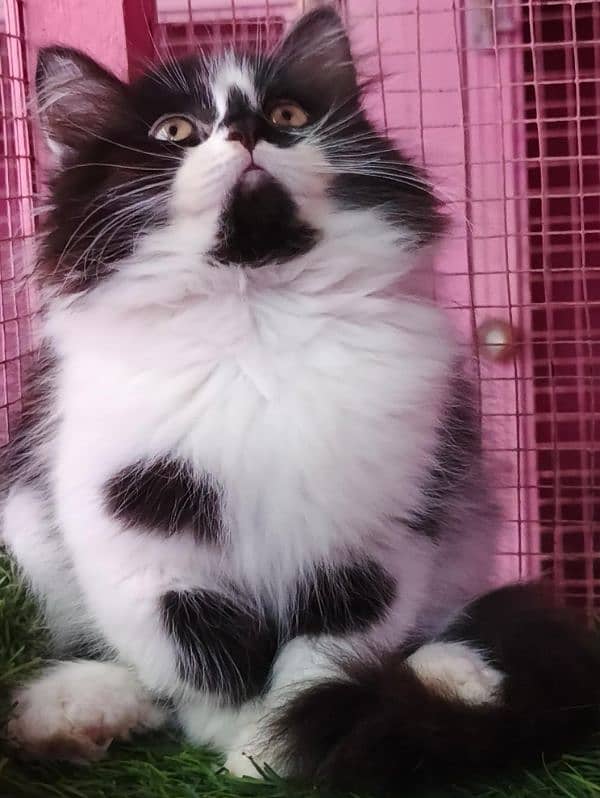 Persian kitten/ male kitten / black and white cat  available for sale 3