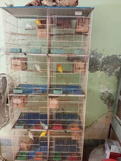 lovebirds , cage