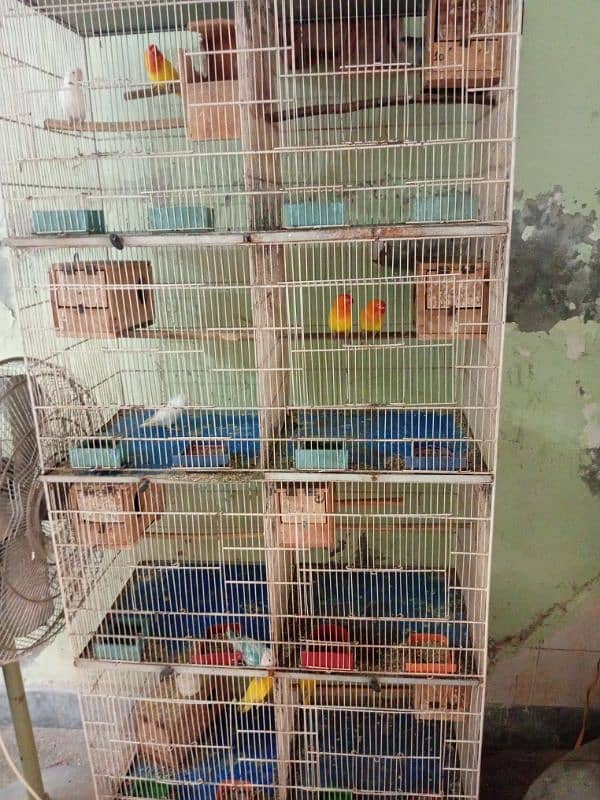 lovebirds , cage 1