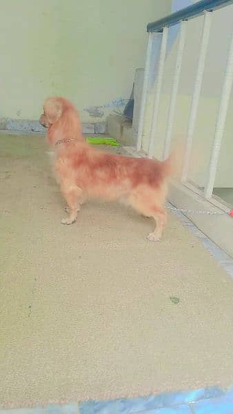 pignice dog male sale excheng b ho jahy ga 03135105229 2