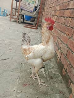 desi murga for sale full active