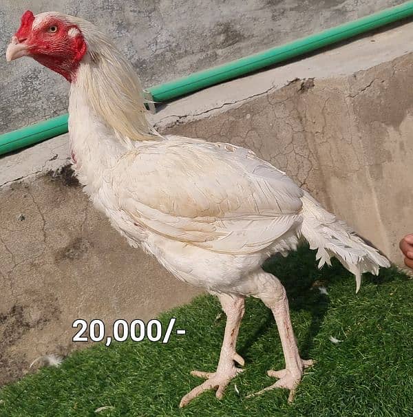 Top quality heera breed male and females 1