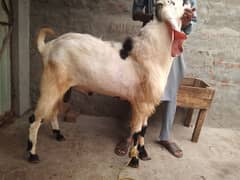 Bakra