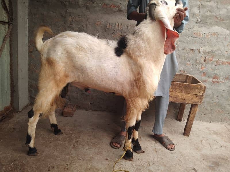 Bakra Breeder 0