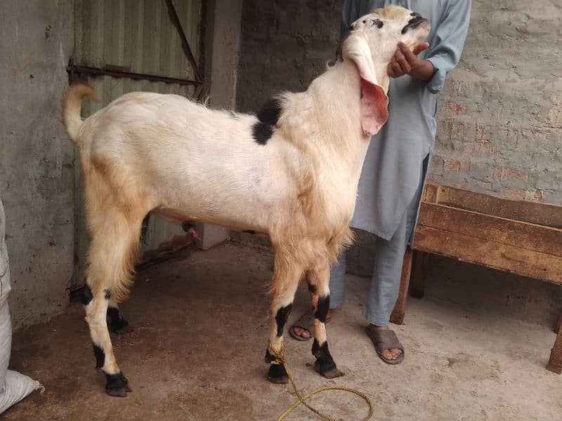 Bakra Breeder 2