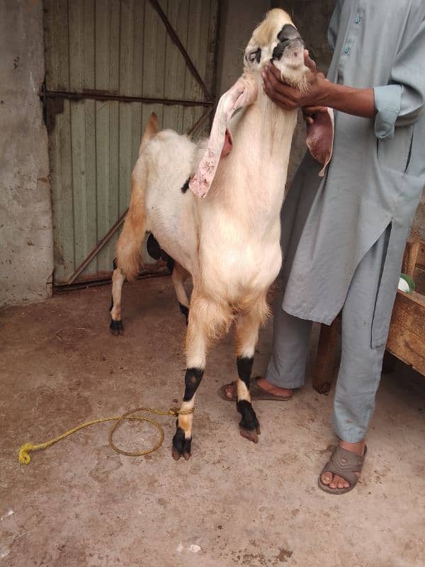 Bakra Breeder 3