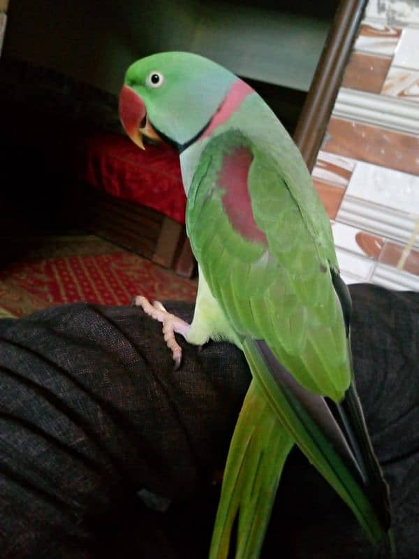 raw parrot hand teem for sale 03471566239 0