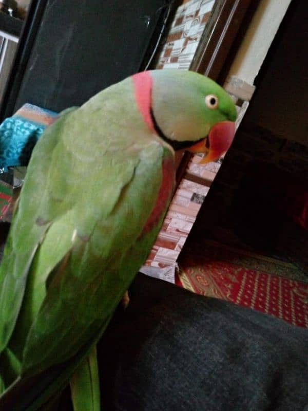 raw parrot hand teem for sale 03471566239 1