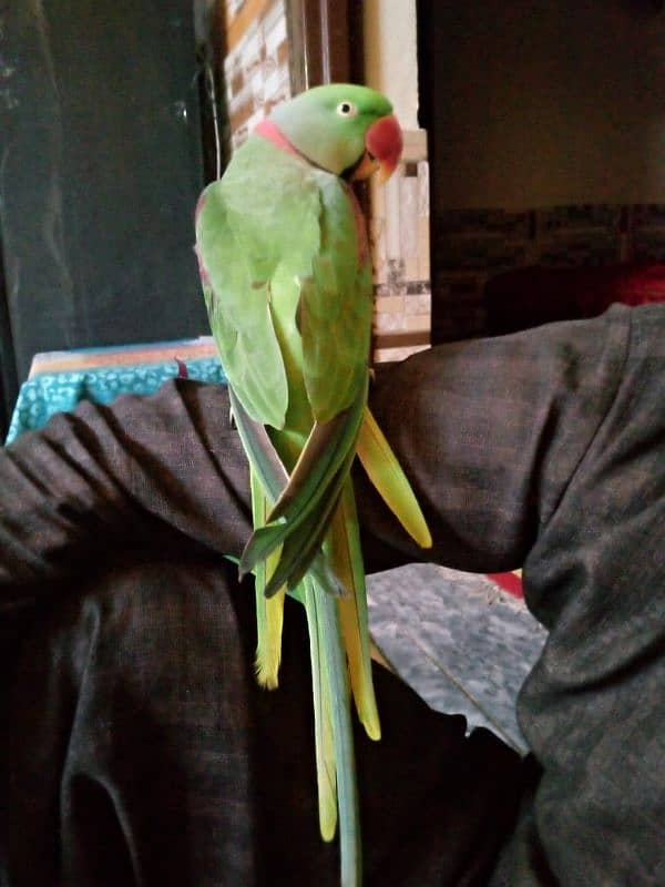 raw parrot hand teem for sale 03471566239 2