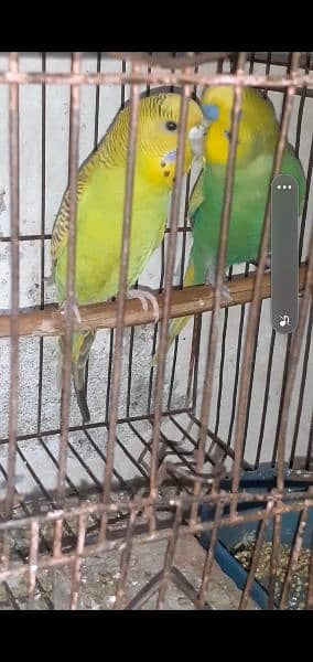 Budgies Parrot Pairs 0