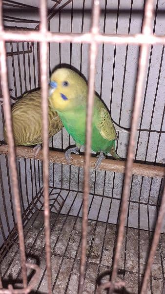 Budgies Parrot Pairs 1