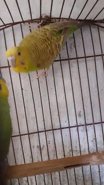 Budgies Parrot Pairs 2