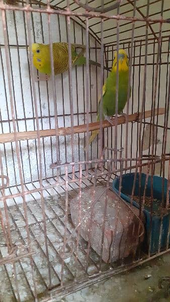 Budgies Parrot Pairs 4