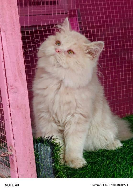 Persian kitten/ bhaloo kitten / male kitten available for sale 1