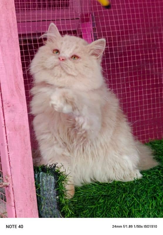 Persian kitten/ bhaloo kitten / male kitten available for sale 2