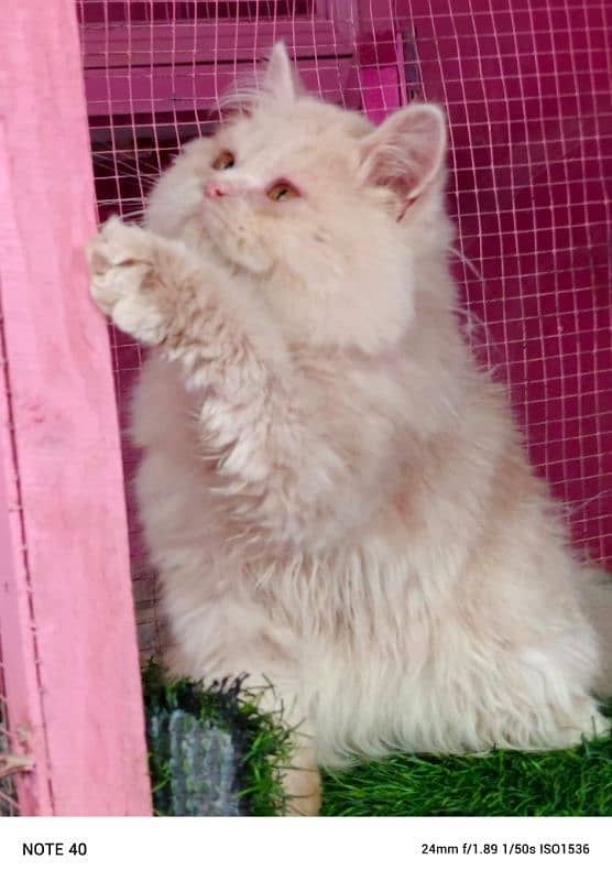 Persian kitten/ bhaloo kitten / male kitten available for sale 3