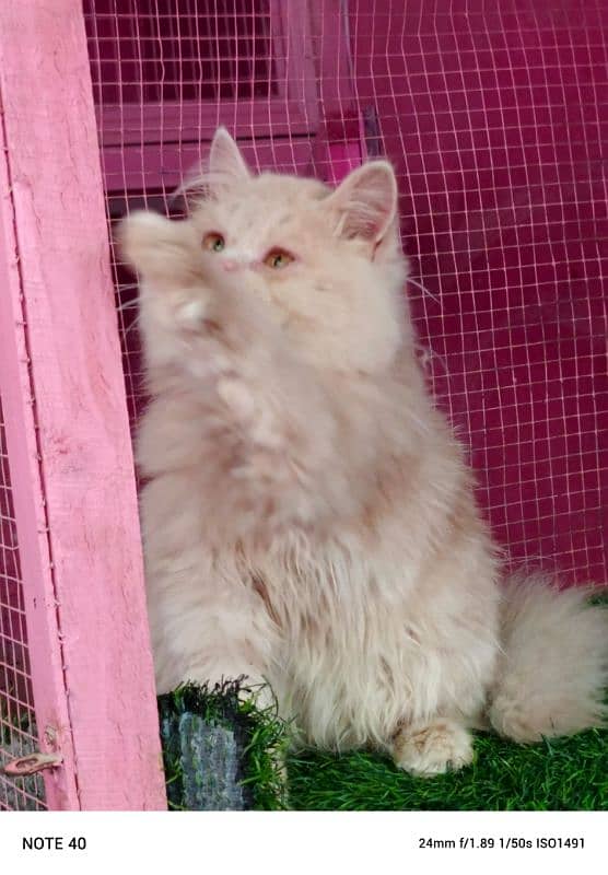 Persian kitten/ bhaloo kitten / male kitten available for sale 5