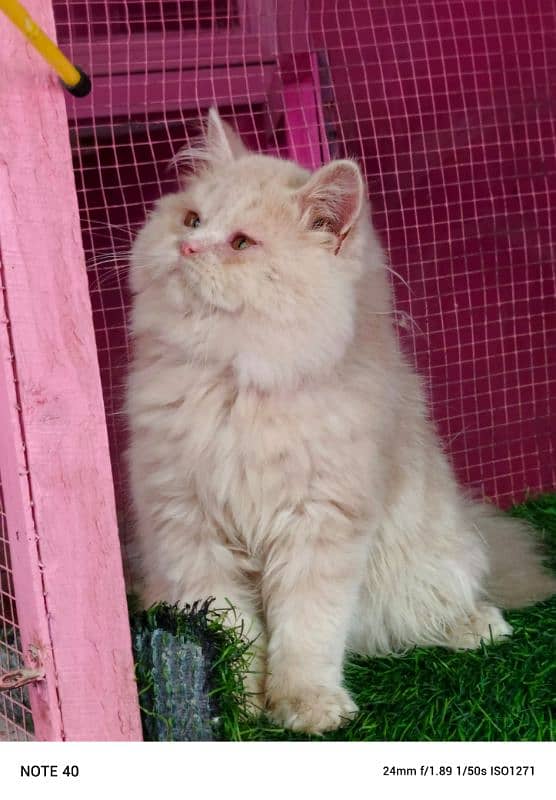 Persian kitten/ bhaloo kitten / male kitten available for sale 6