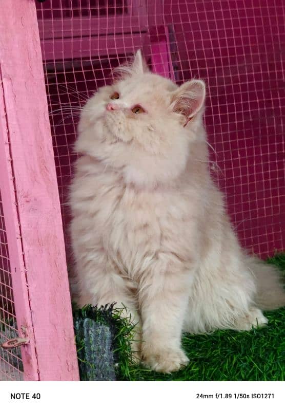 Persian kitten/ bhaloo kitten / male kitten available for sale 7