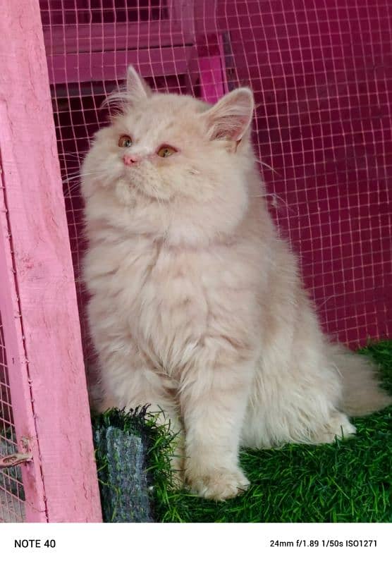 Persian kitten/ bhaloo kitten / male kitten available for sale 8