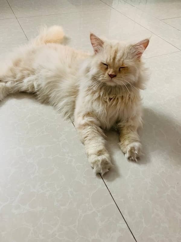 tripple coated persian cat 4