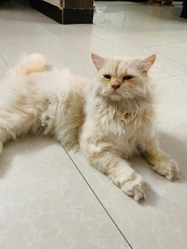 tripple coated persian cat 5