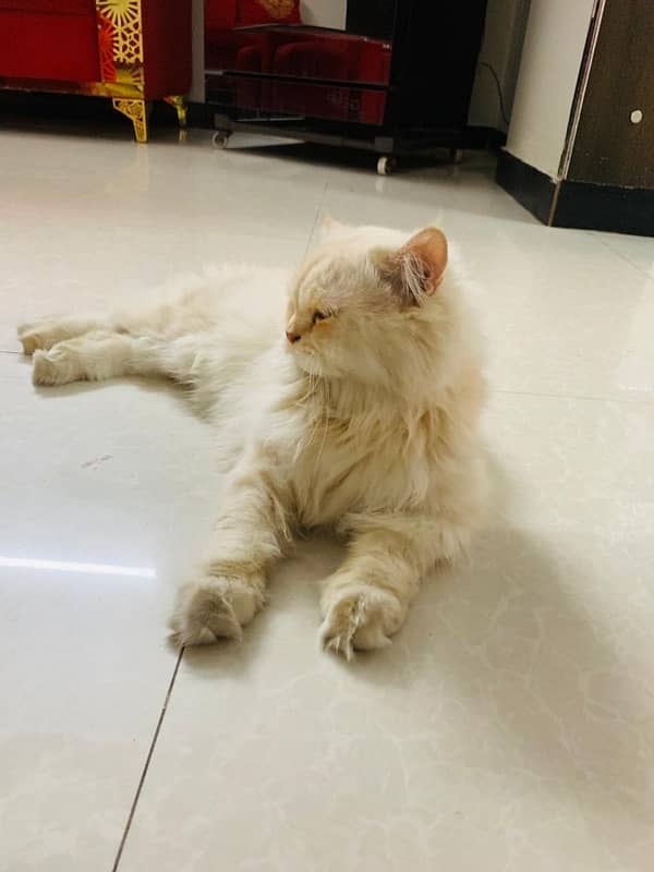 tripple coated persian cat 6