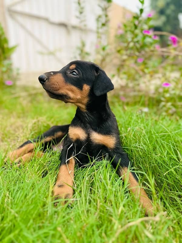 Doberman Pinscher Best Quality in the town 0