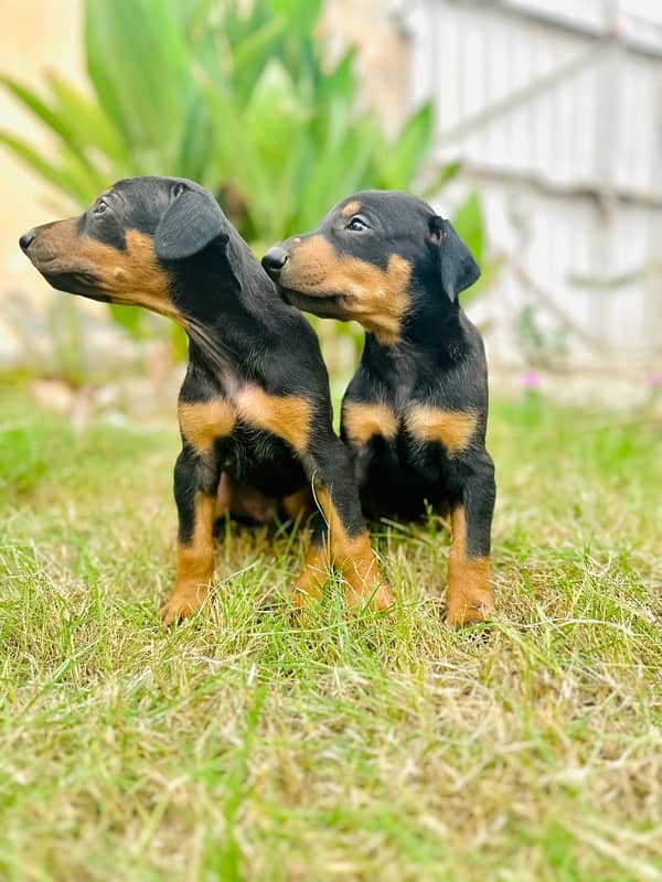 Doberman Pinscher Best Quality in the town 2