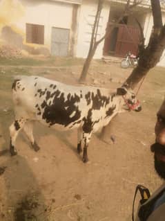 4 dant chowgi vehri 1st timer near to calf soone k lye tyar