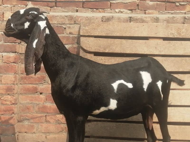 pure Amritsari bakri gaben 3 month 0