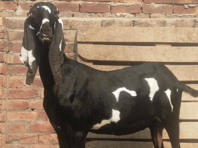 pure Amritsari bakri gaben 3 month 1