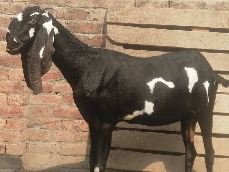 pure Amritsari bakri gaben 3 month 5