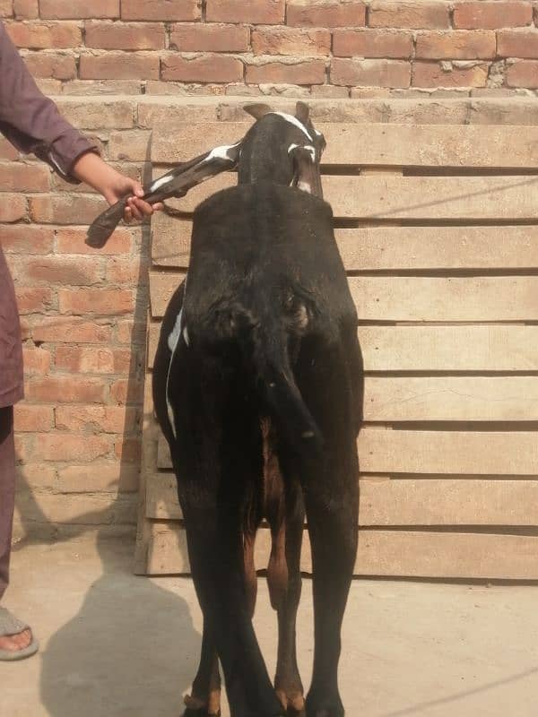 pure Amritsari bakri gaben 3 month 6