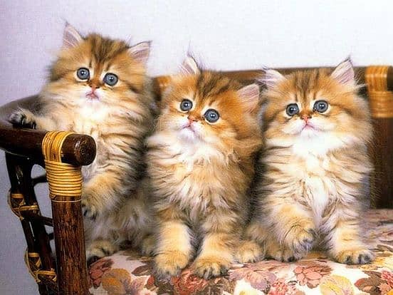 Persian kittens /cute kittens /cat / cat for sale/ persian/03425793200 0