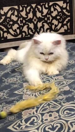 Persian / bhalooo female / odd eyes / female cat available for sale