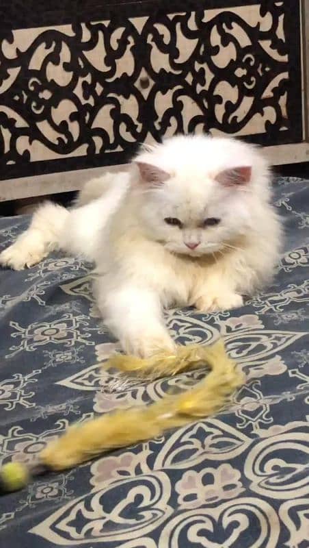 Persian / bhalooo female / odd eyes / female cat available for sale 0