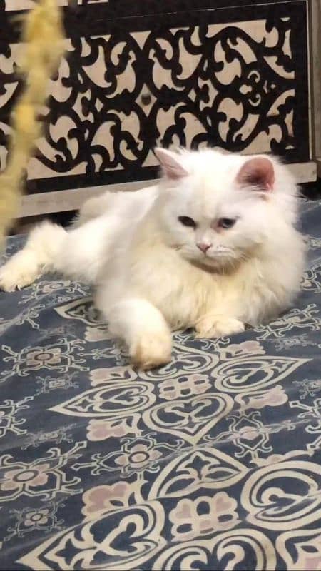 Persian / bhalooo female / odd eyes / female cat available for sale 1