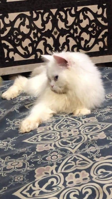 Persian / bhalooo female / odd eyes / female cat available for sale 2