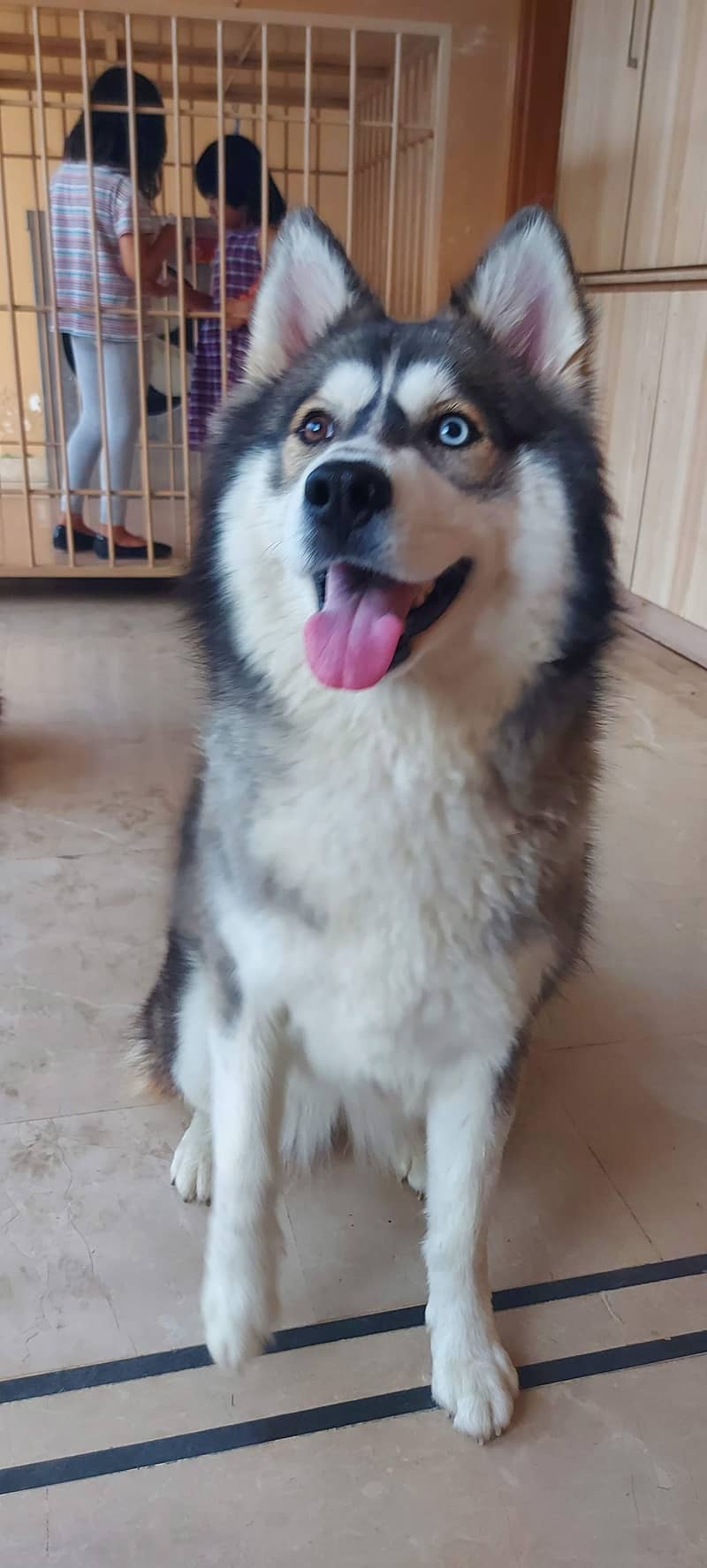 Siberian husky imported breeder female 0