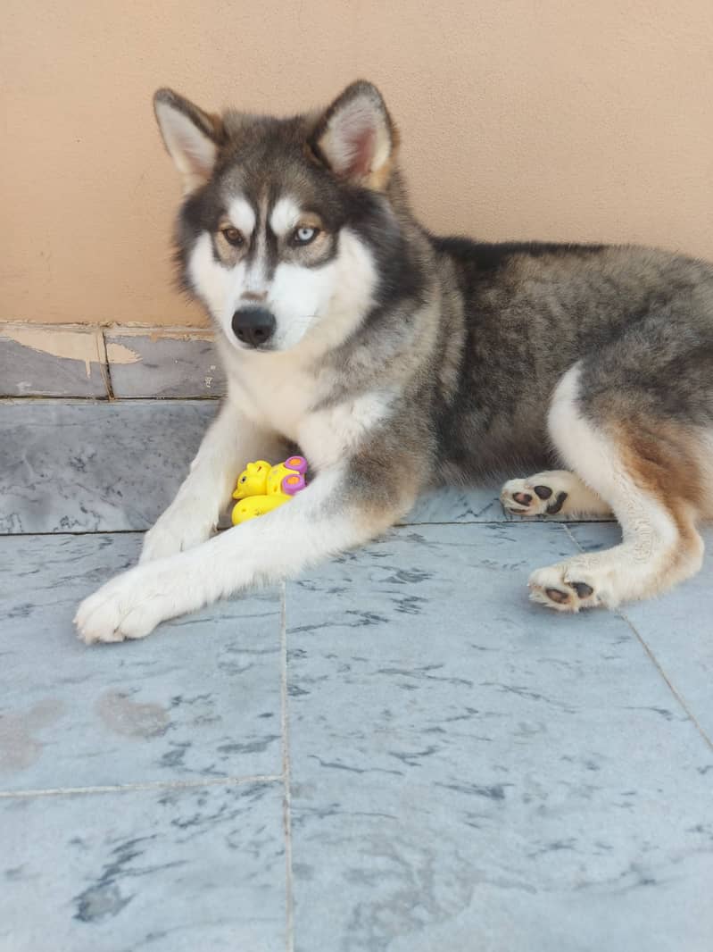 Siberian husky imported breeder female 1